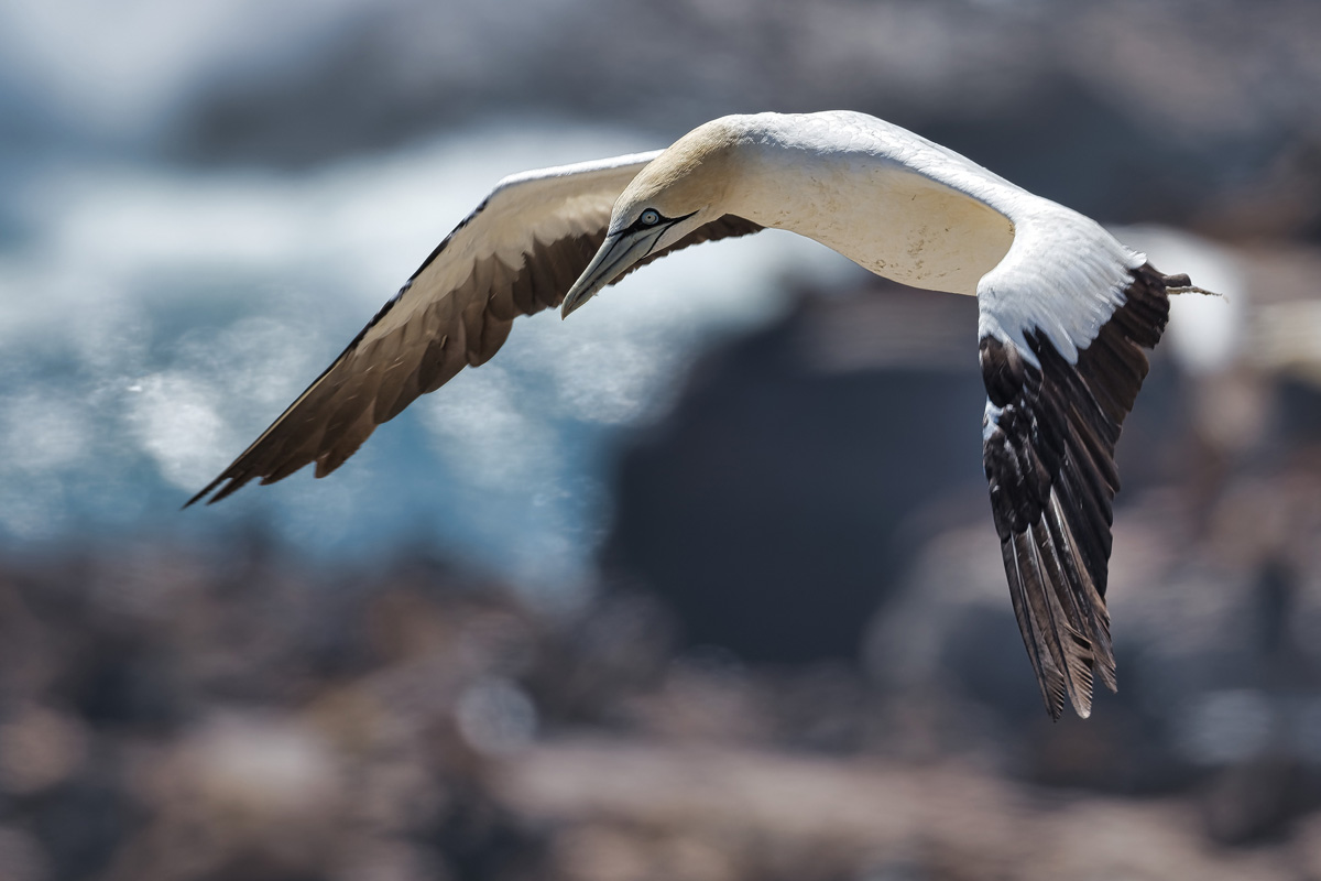 2020-02-15 36 Cape Gannet in Flight.jpg