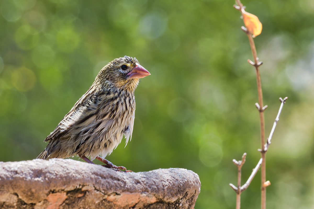 2020-02-17 07 Bathing Red-billed Quelea.jpg