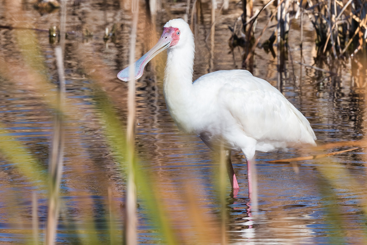 2020-02-19 72 African Spoonbill.jpg