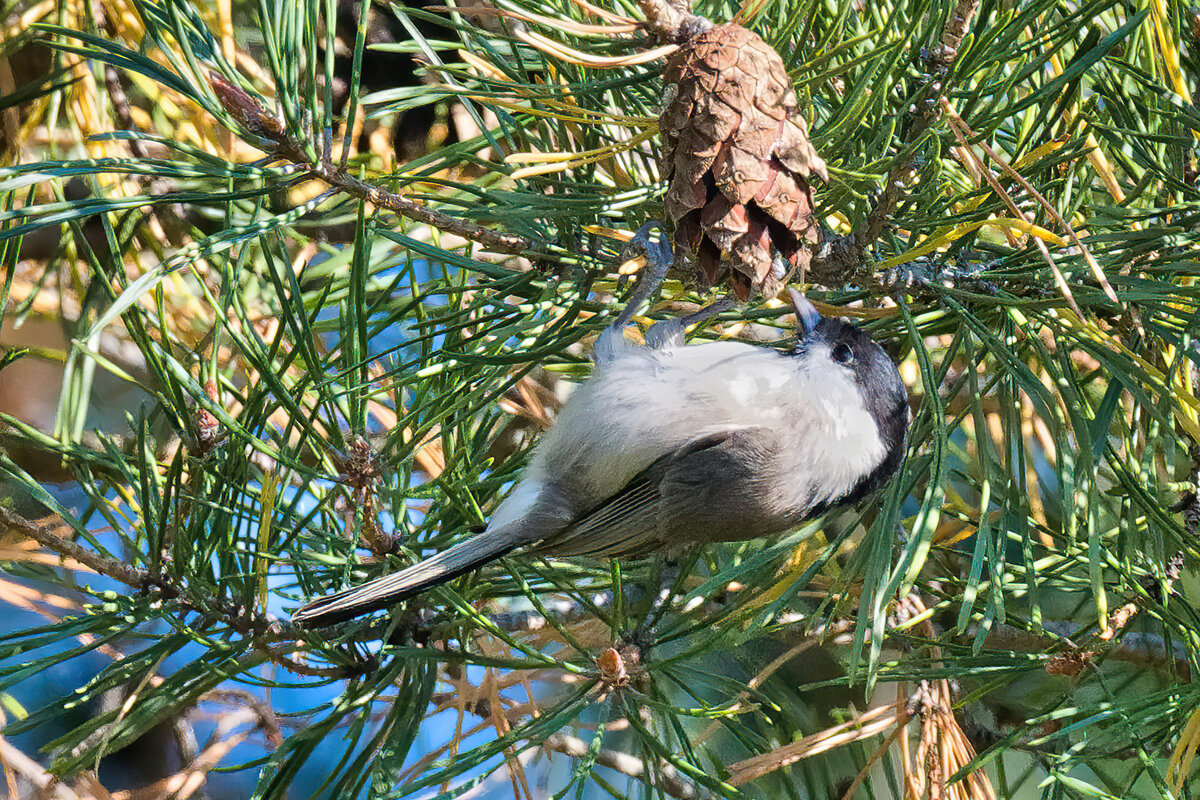 2020-09-21 12 Willow Tit.jpg