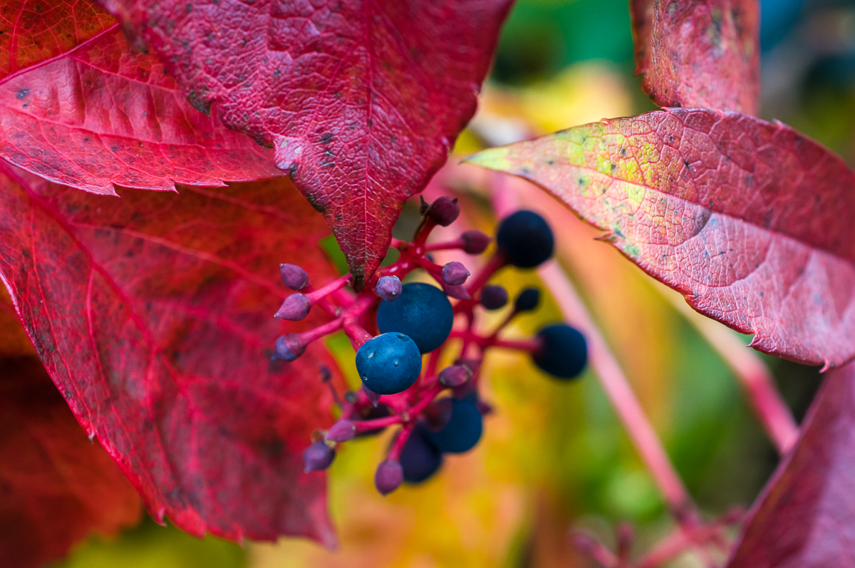 2020-10-31_Garten_Wilder Wein herbstfarben_0001.jpg