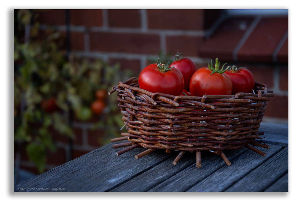 20201102_Balkon-Tomaten_0001-WEB-FORUM.jpg
