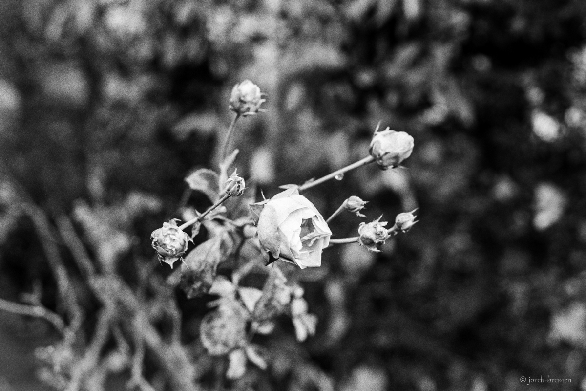 20201230-021.jpg