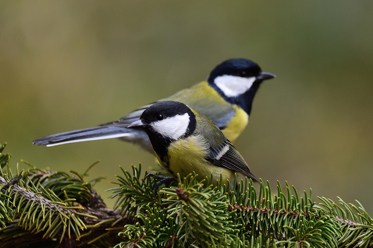 2020_04909.jpg