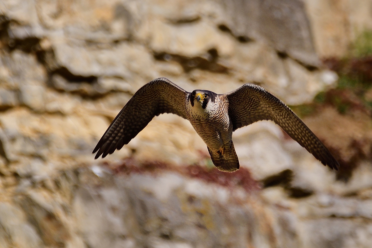 2020_08002.jpg