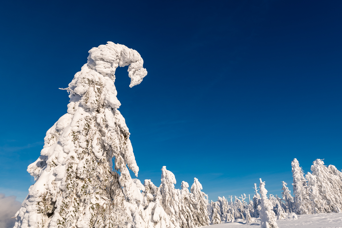 2021-01-16_Hornisgrinde_20.jpg