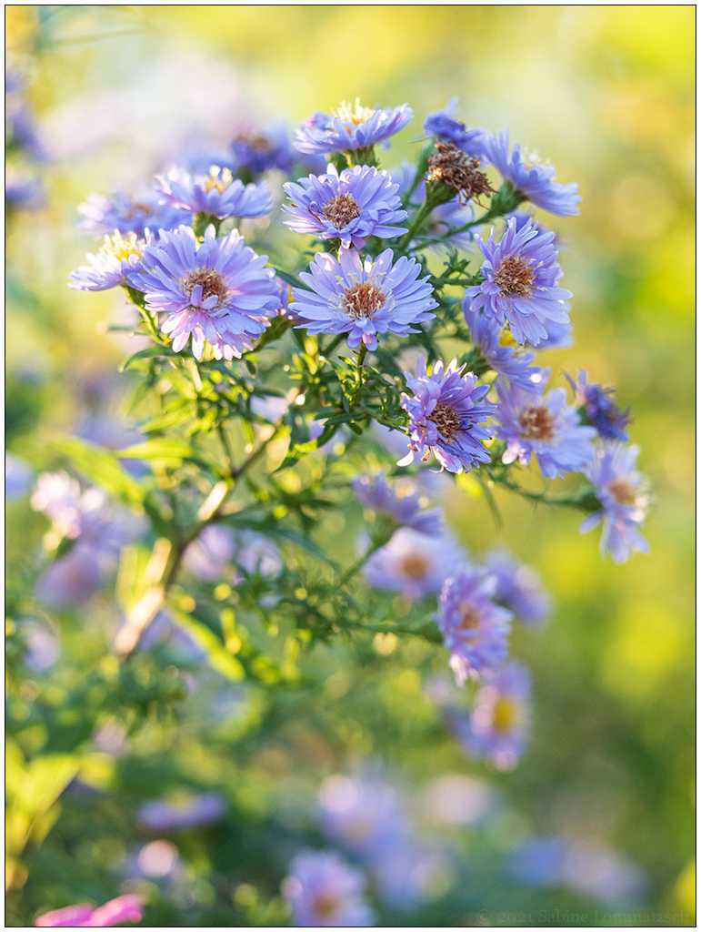 2021 04 – Sonniger Herbsttag im Schrebergarten I