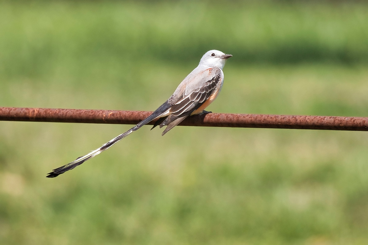 2021-04-01 06 Scissor-tailed Flycatcher.jpg
