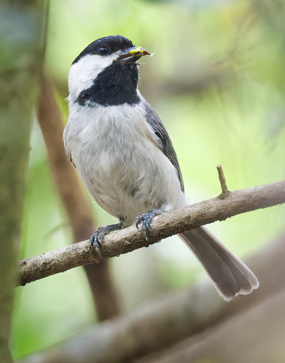 2021-04-03 11 Black-capped Chickadee.jpg