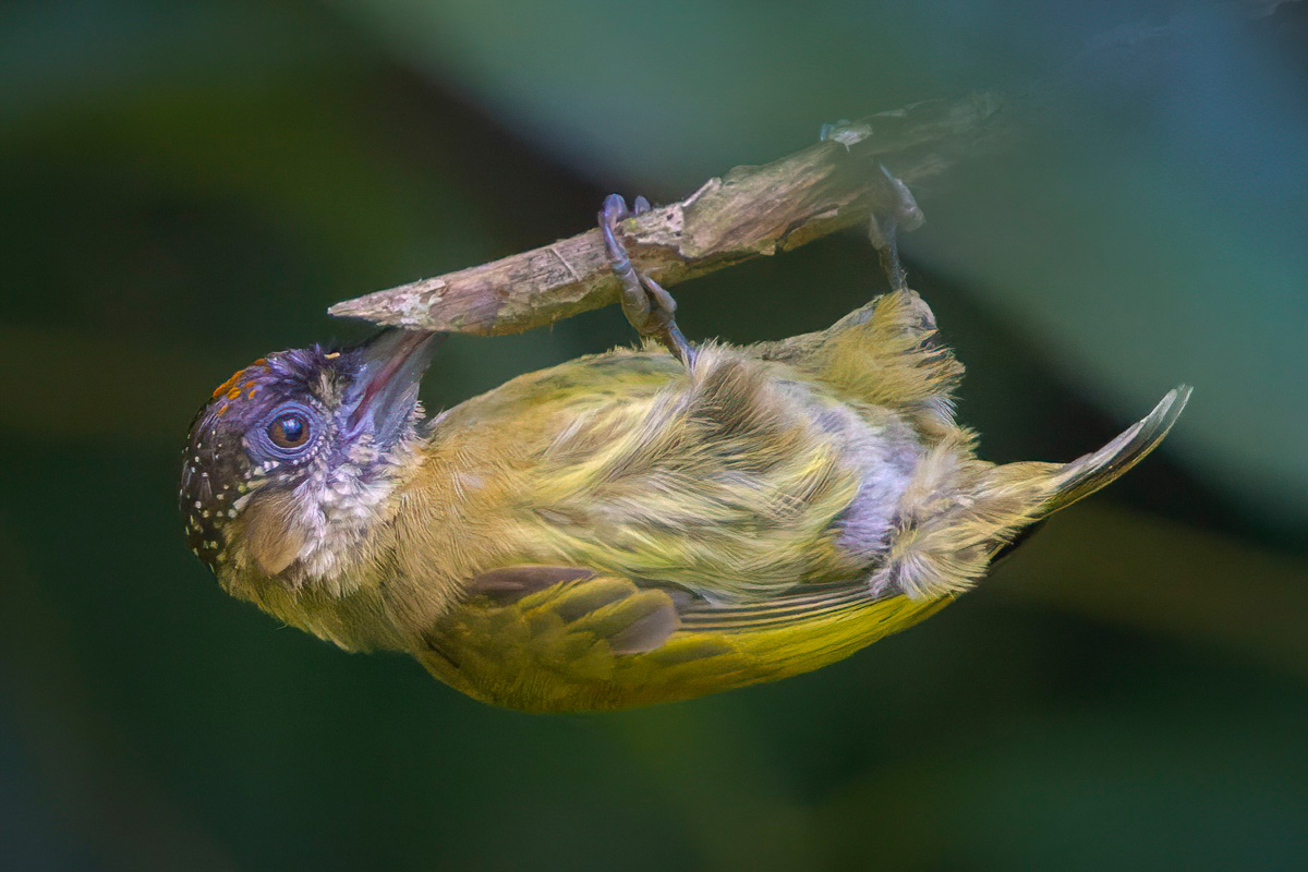 2021-12-31 24 Olivaceus Piculet.jpg