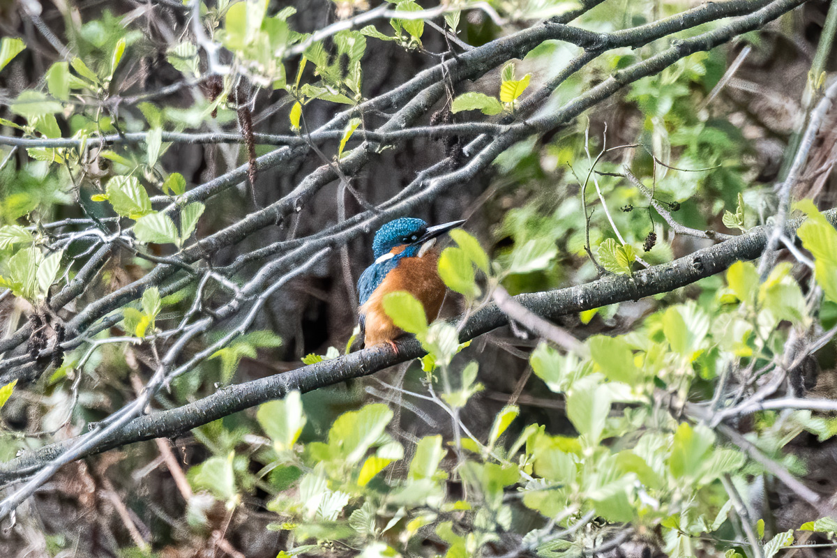 20210428-008.jpg