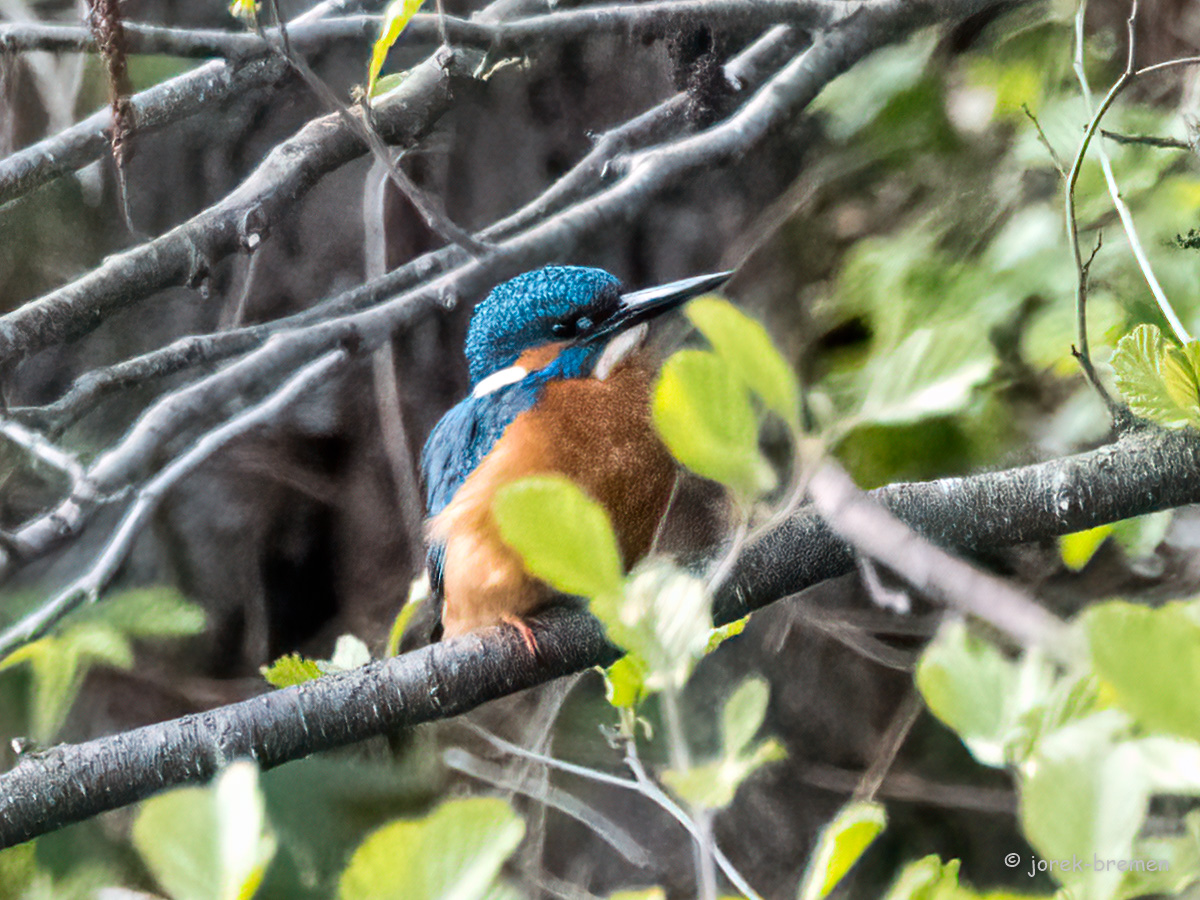 20210428-D50_9349-Bearbeitet.jpg
