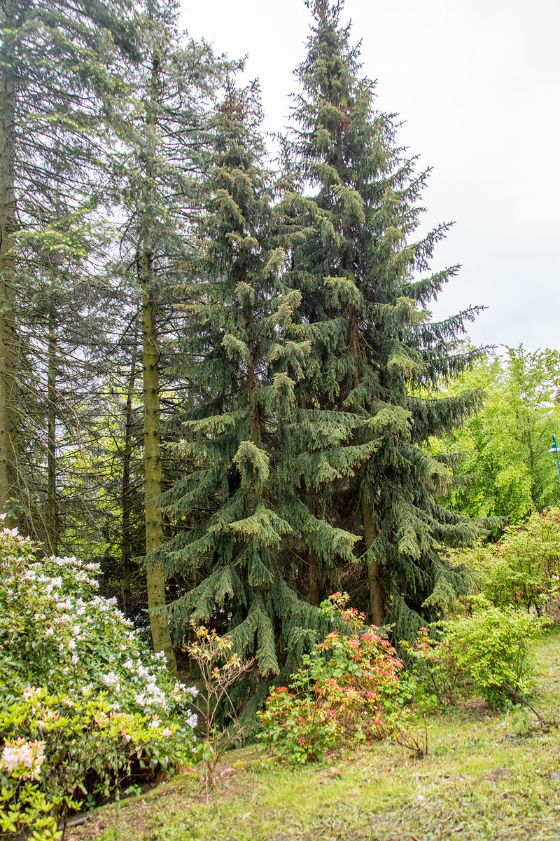 20210523_DSC_2446 zwei Fichten.jpg