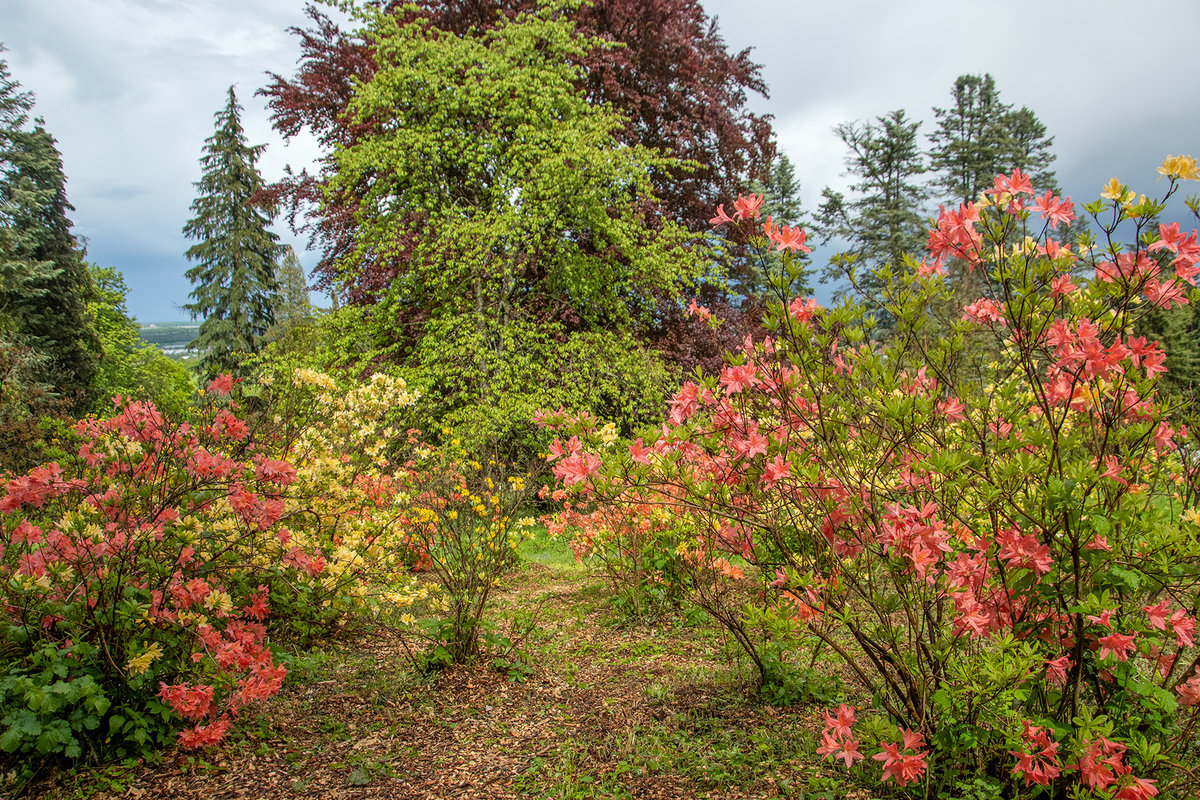 20210523_DSC_2452 bunter Rhododendron.jpg