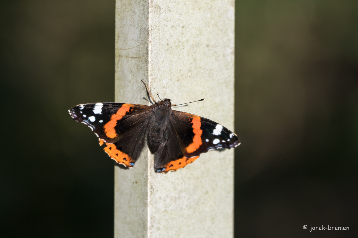 20210928-D50_3502-Bearbeitet.jpg