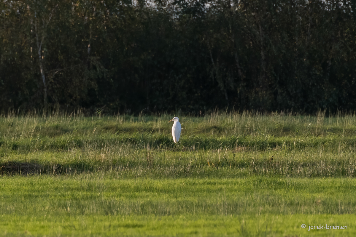 20210928-D50_3533-Bearbeitet.jpg