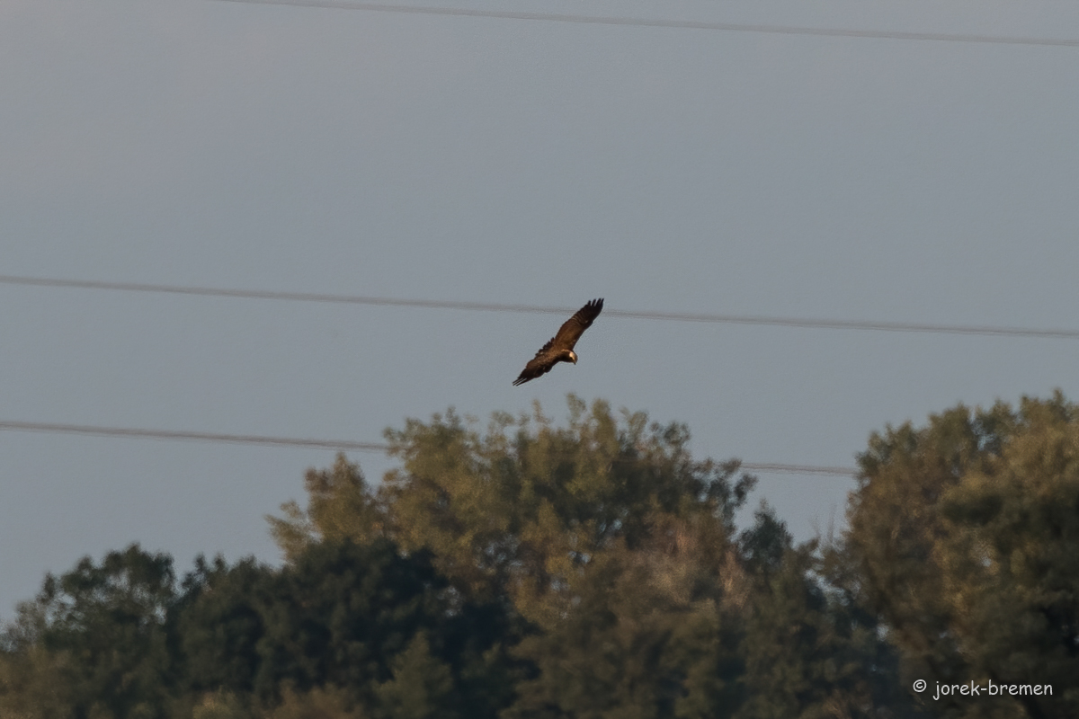 20210928-D50_3557-Bearbeitet.jpg