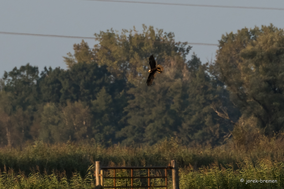 20210928-D50_3561-Bearbeitet.jpg