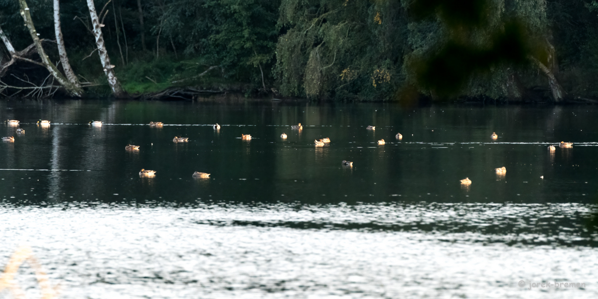 20210928-D50_3575-Bearbeitet.jpg