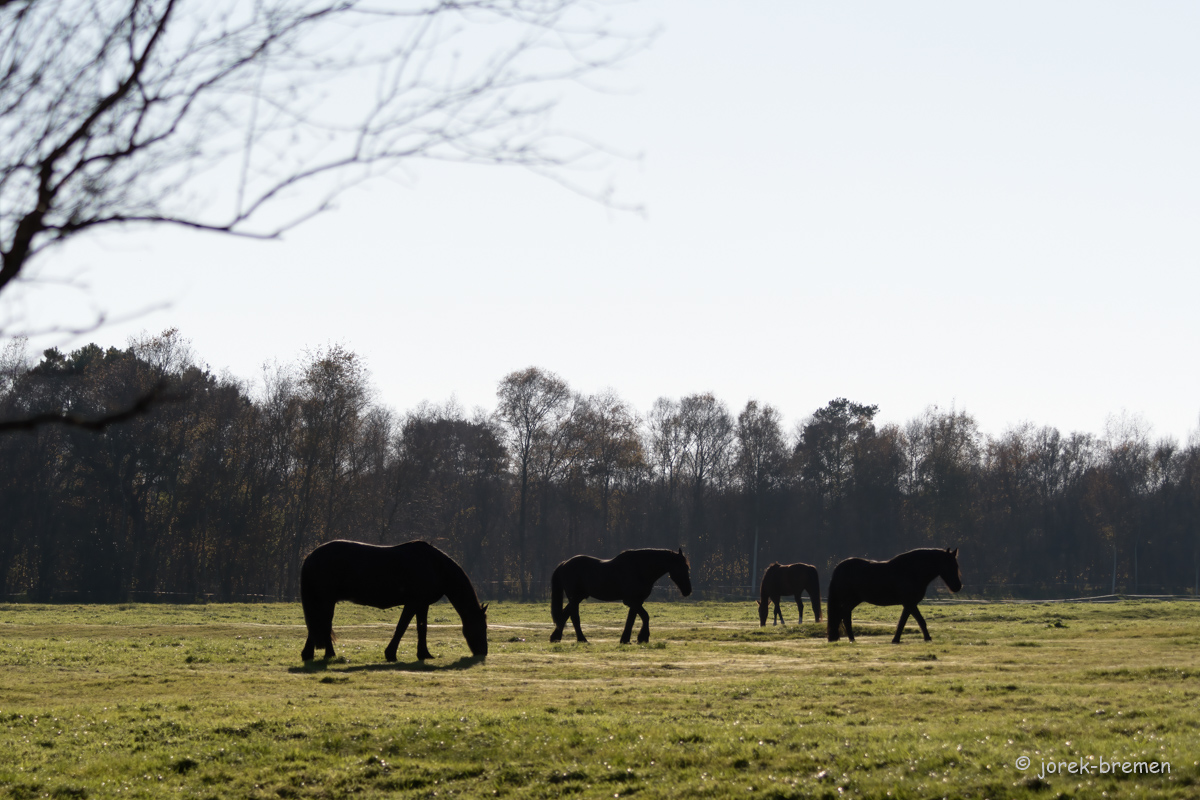20211028-D50_3684-Bearbeitet.jpg