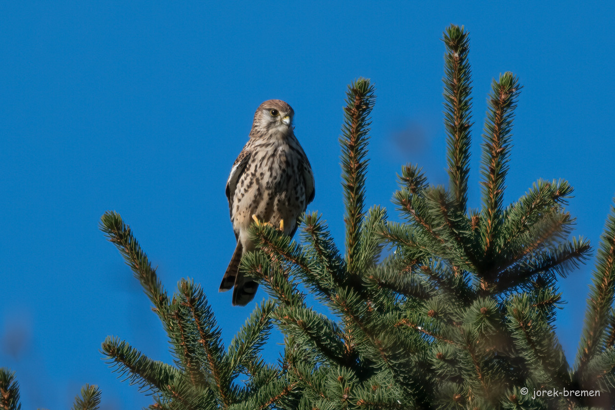 20211028-D50_3689-Bearbeitet.jpg