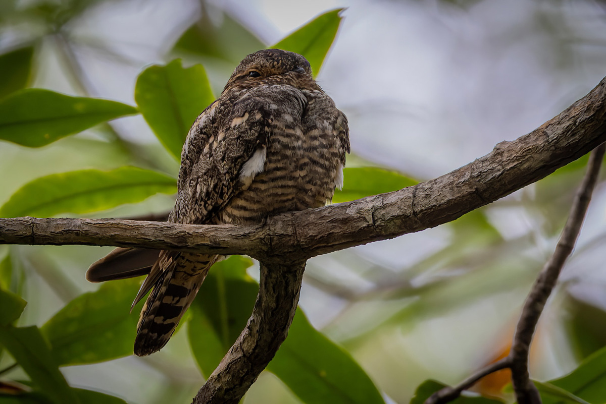 2022-01-02 30 Common Nighthawk.jpg