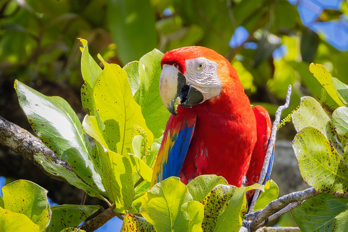 2022-01-04 06 Scarlet Macaw.jpg