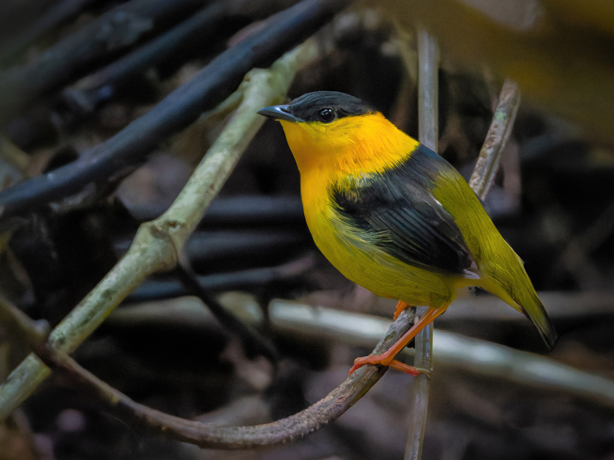 2022-01-04 26 Orange-collared Manakin.jpg