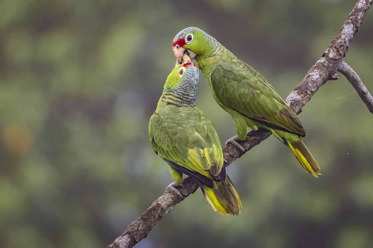 2022-01-07 03 Red-lored Parrots.jpg