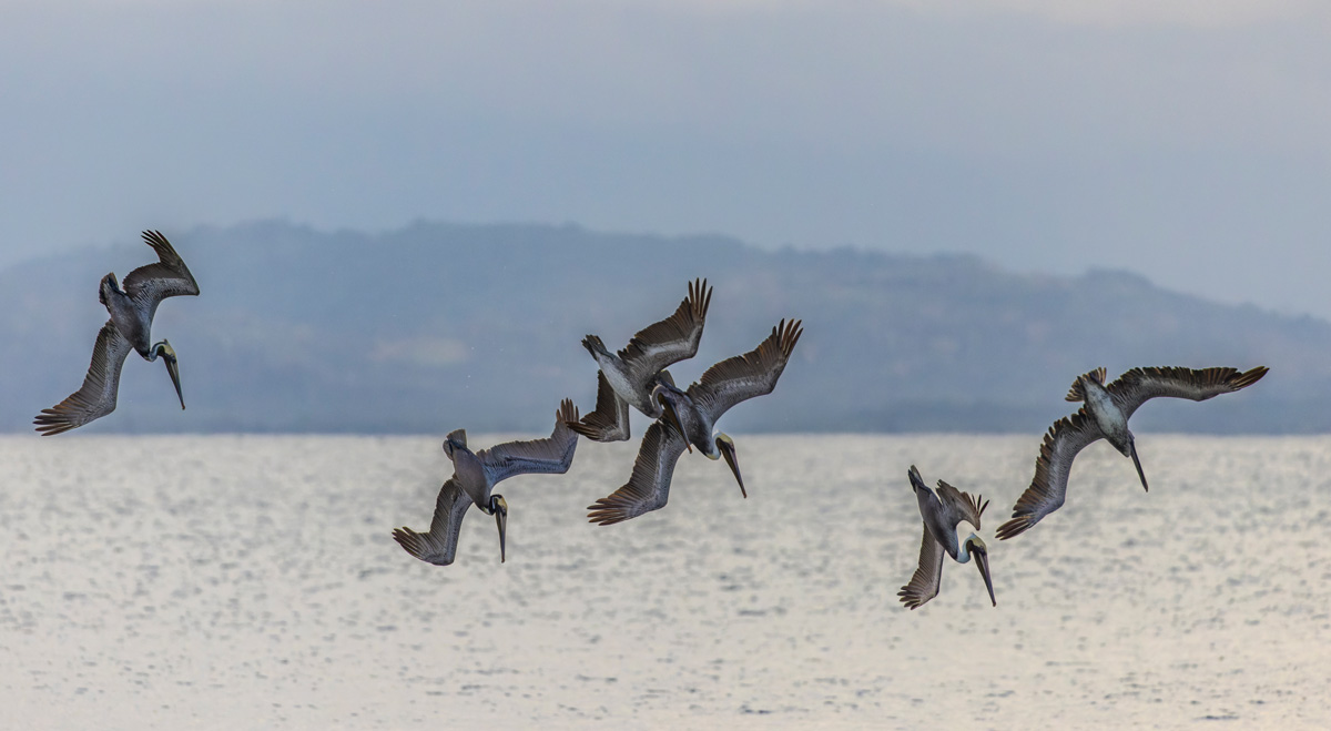 2022-01-07 22 Brown Pelicans Fishing.jpg