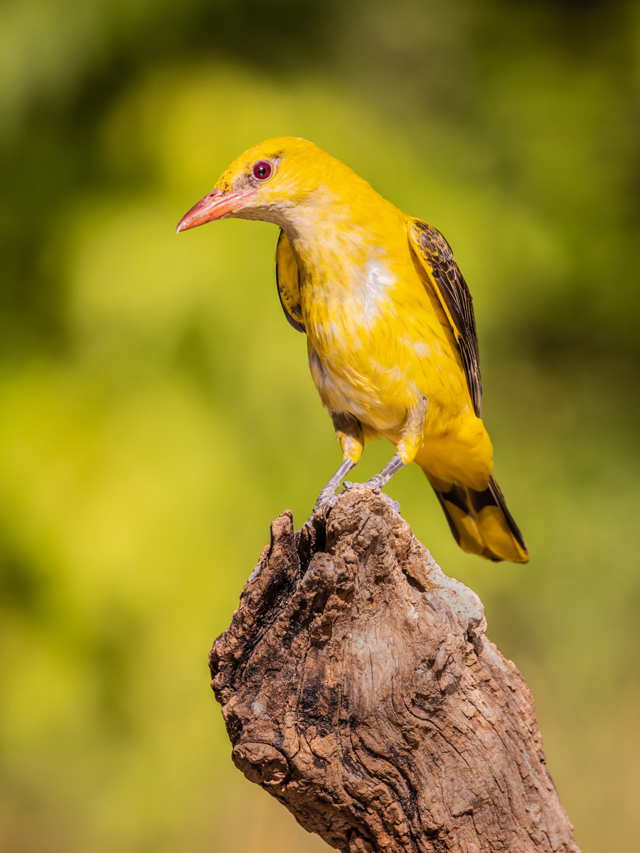 2022-06-28 08 Eurasian Golden Oriole.jpg