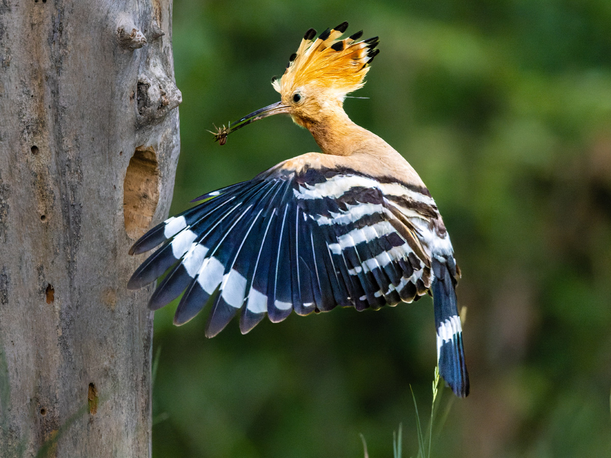 2022-06-30 22 Eurasian Hoopoe in Flight.jpg