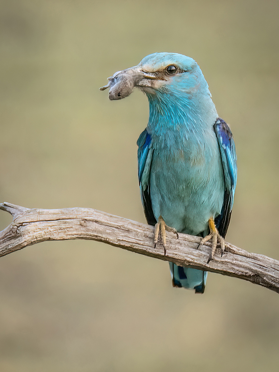 2022-07-01 20 European Roller.jpg