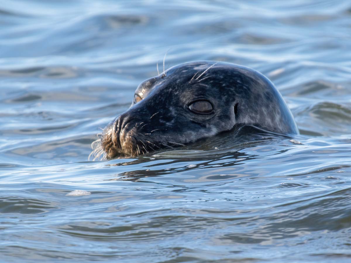 2022-08-18 08 Seal.jpg
