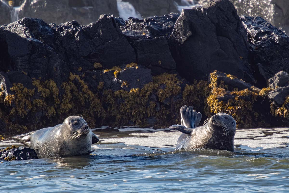 2022-08-18 13 Seals.jpg