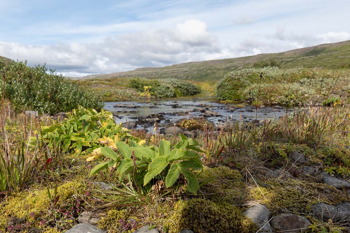 2022-08-18 39 Creek.jpg