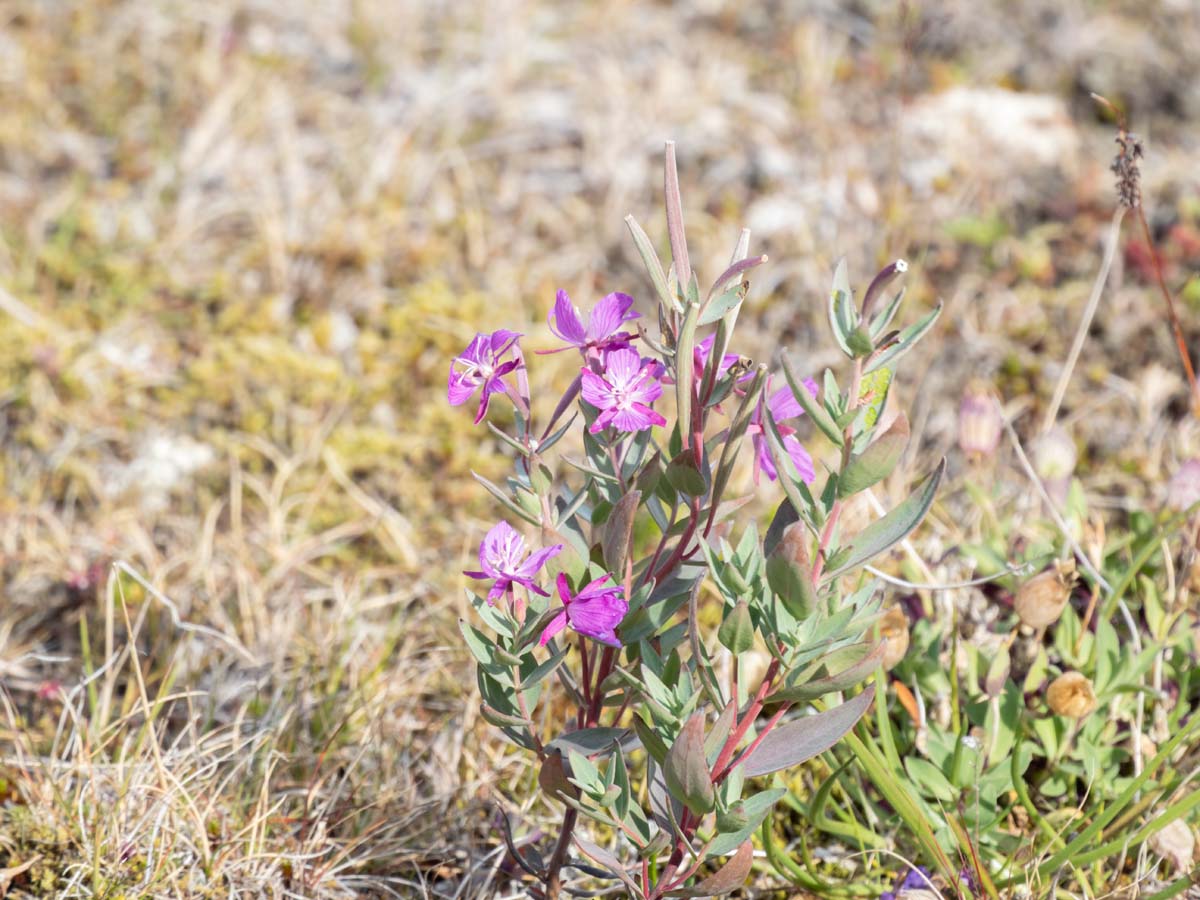 2022-08-18 40 Flower.jpg