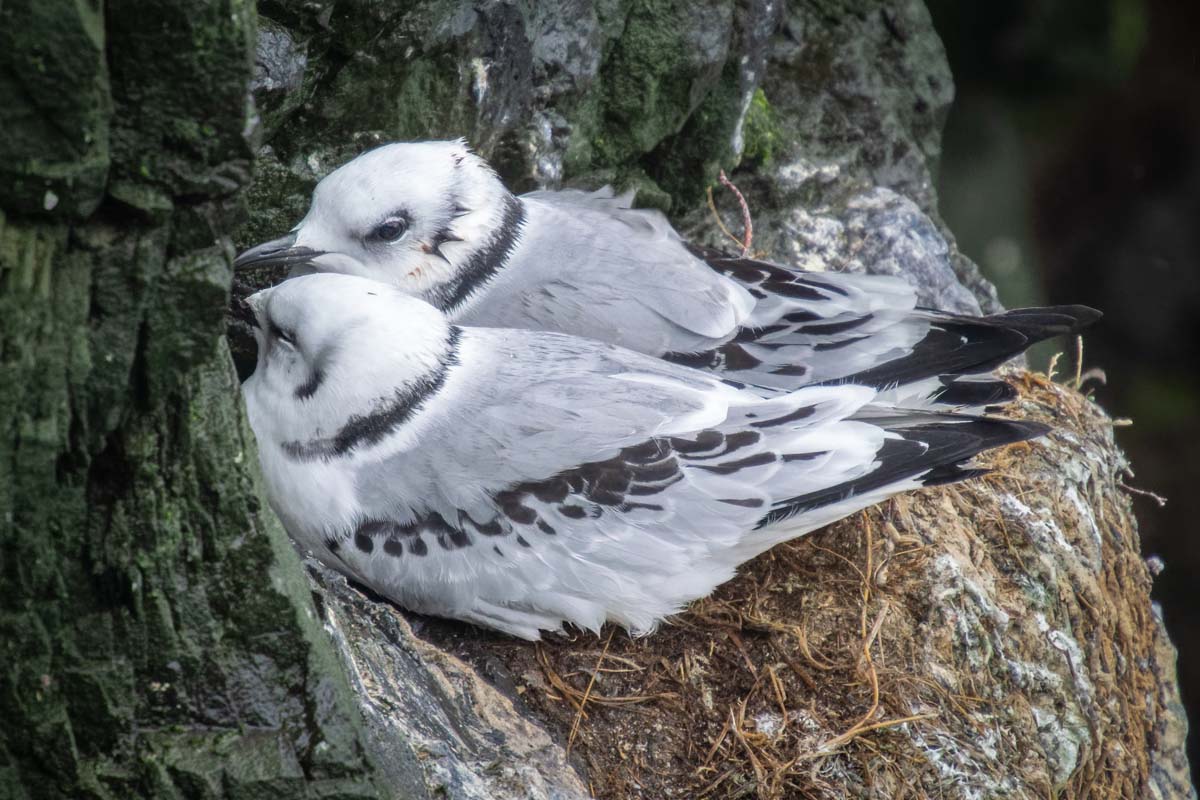 2022-08-19 06 Black-legged Kittiwakes.jpg