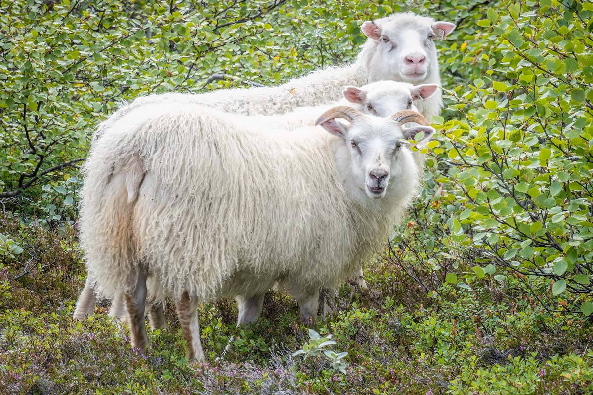 2022-08-22 12 Surprised Sheep.jpg
