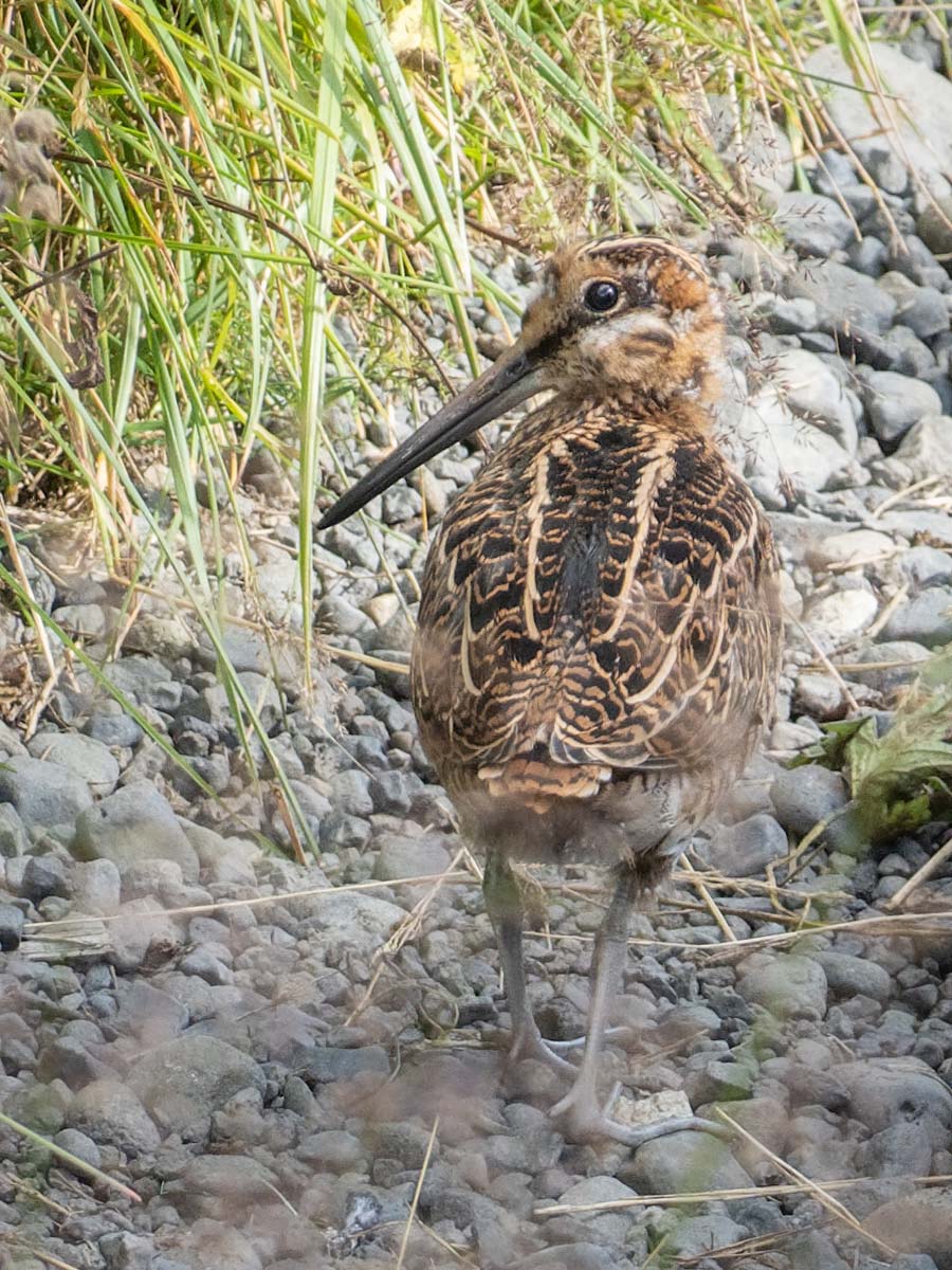 2022-08-26 04 Common Snipe.jpg