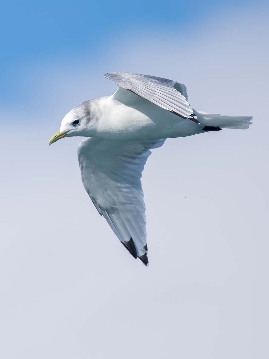 2022-08-26 39 Black-legged Kittiwake in Flight.jpg