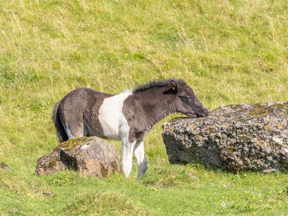 2022-08-27 07 Iceland Pony.jpg