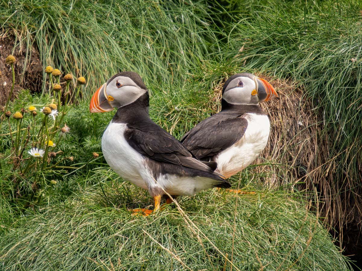 2022-08-28 20 Atlantic Puffins.jpg