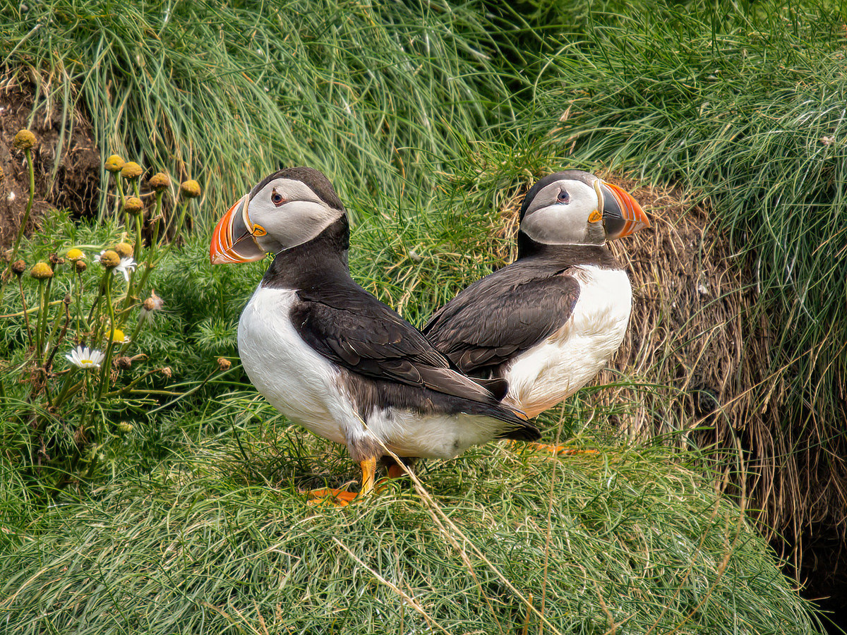 2022-08-28 20 Atlantic Puffins.jpg