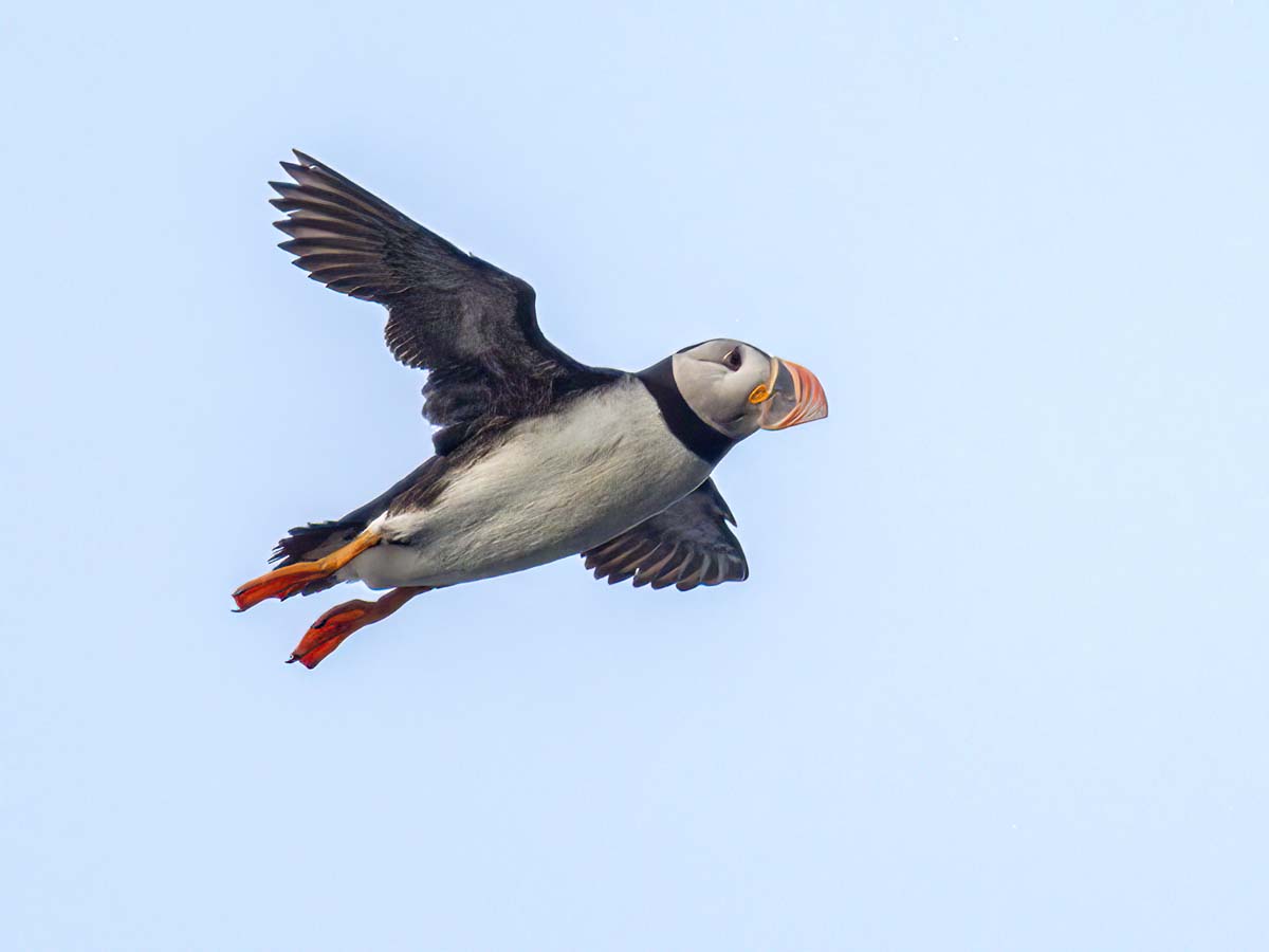 2022-08-28 34 Puffin in Flight.jpg