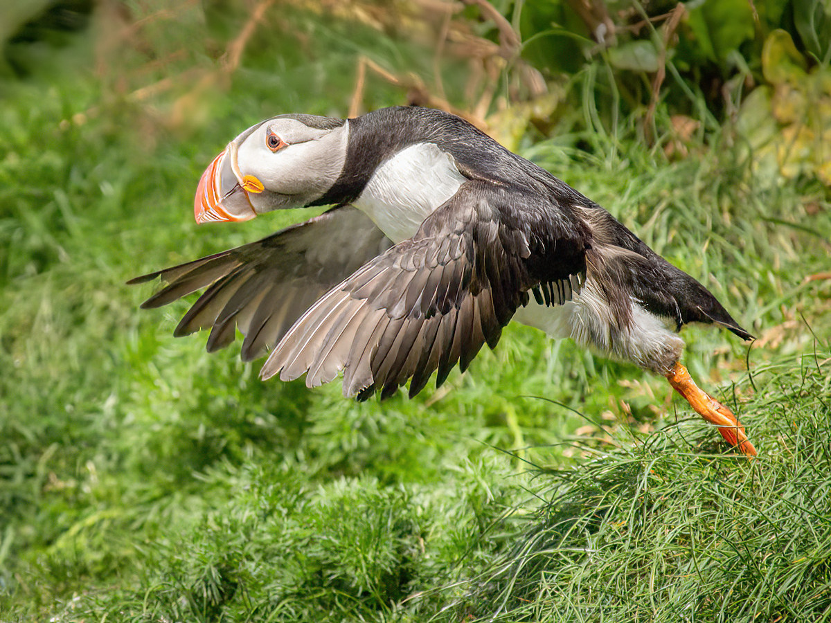 2022-08-28 63 Atlantic Puffin in Flight.jpg