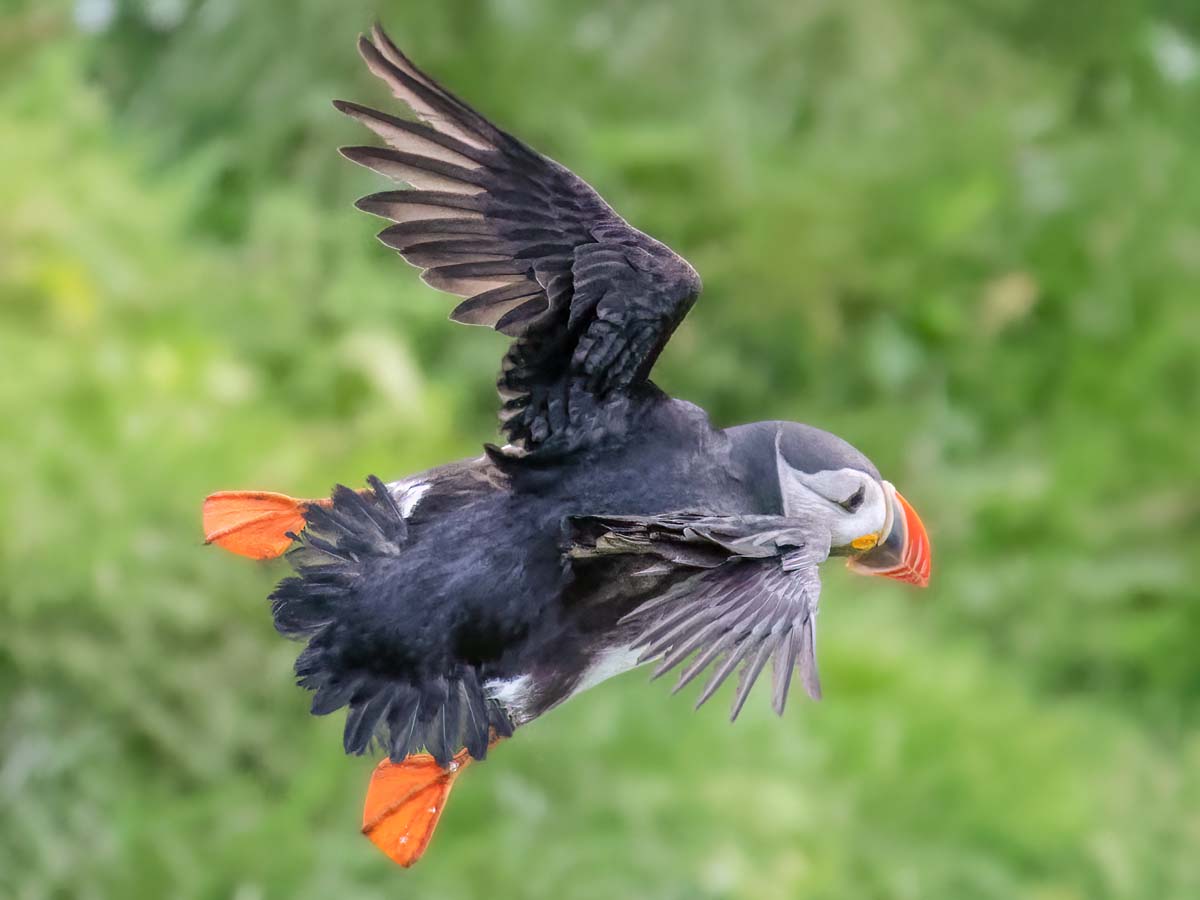 2022-08-29 19 Atlantic Puffin in Flight.jpg