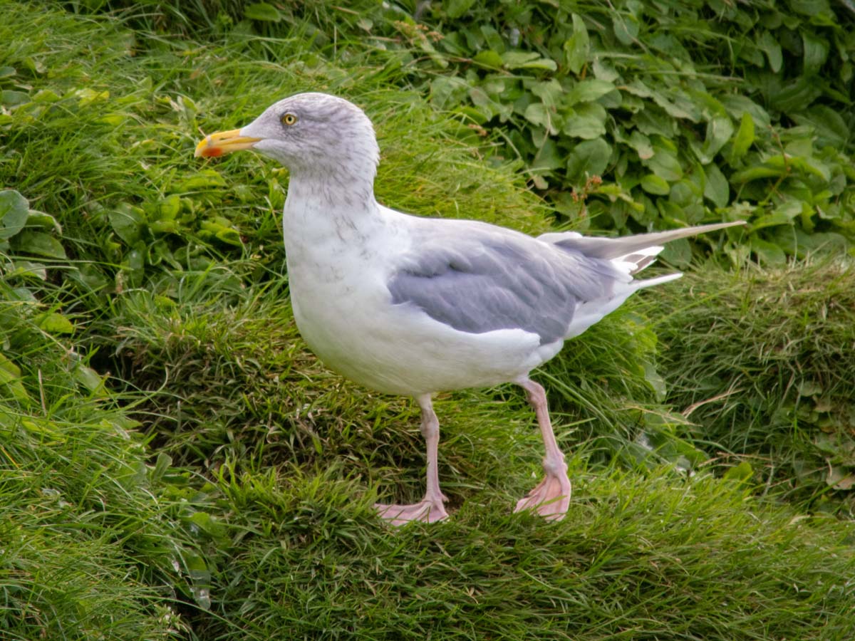 2022-08-29 27 European Herring Gull.jpg