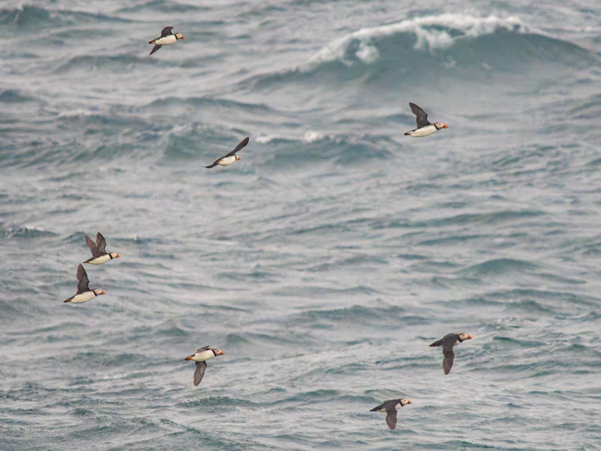 2022-08-30 03 Puffins in Flight.jpg