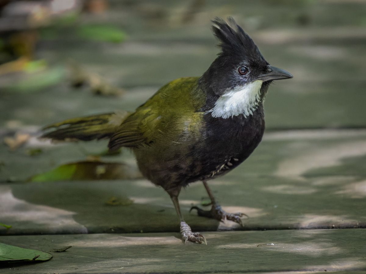 2022-12-06 40 Eastern Whipbird.jpg